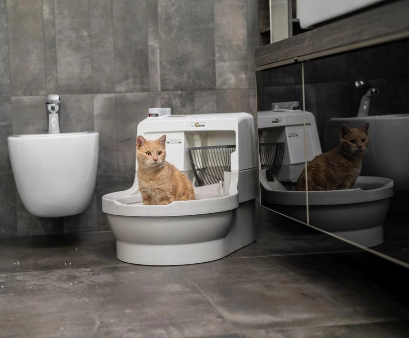 Die nachhaltige Katzentoilette für moderne Katzenhalter